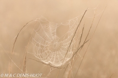 araignée / spider