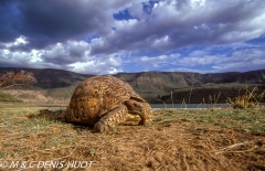 tortue / tortoise