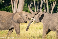 éléphant d'Afrique / african elephant