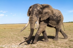 éléphant d'Afrique / african elephant