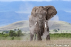 éléphant d'Afrique / african elephant