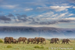 African elephant