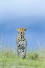 leopard