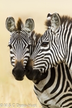 zèbre de Grant / Grant's zebra