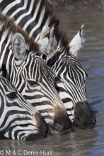 zèbre de Grant / Grant's zebra