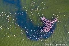 flamant nain / lesser flamingo