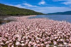 Lac Bogoria / lake Bogoria