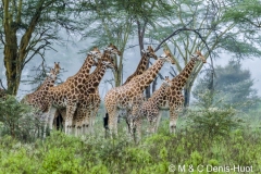 Giraffe under the rain