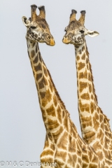 girafe Masai / Masai giraffe