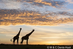 girafe Masai / Masai giraffe