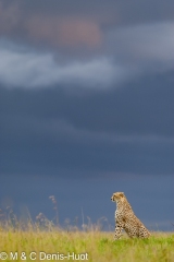 guepard / cheetah