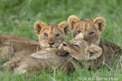 lionceau / lion cub