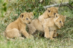 lionceau / lion cub