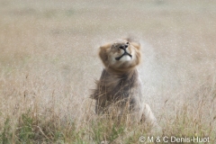lion male