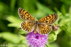 papillon / butterfly