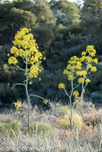 ombellifère / umbelliferous