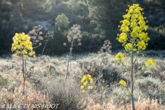 ombellifère / umbelliferous