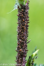 pucerons / aphids