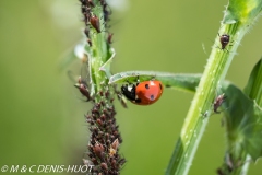 pucerons et coccinelle / aphids and ladybug