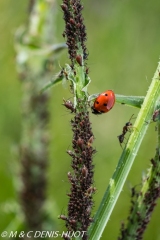 pucerons et coccinelle / aphids and ladybug