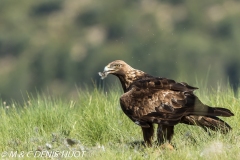 aigle royal / golden eagle