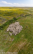 mouton / sheep