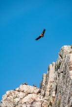 vautour fauve / griffon vulture