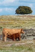 vache / cow