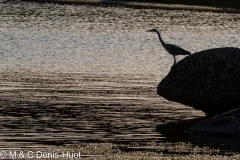 héron cendré / Grey heron