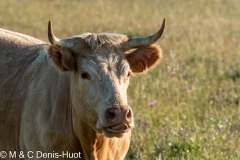 vache / cow