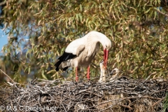 cigogne blanche / white stork