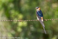hirondelle rousseline / red-rumped swallow