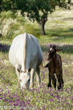 cheval / horse