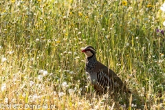 perdrix rouge / red-legged partridge