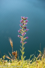 vipérine commune / viper's bugloss