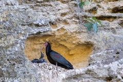 ibis chauve / northern bald Ibis