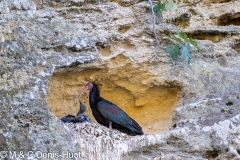 ibis chauve / northern bald Ibis