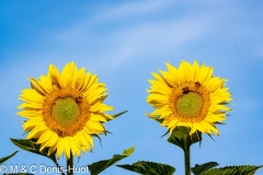 tournesols / sunflowers