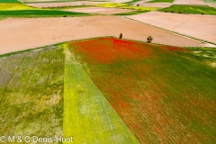 coquelicots / poppies