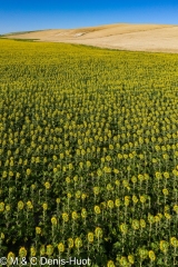 tournesols / sunflowers