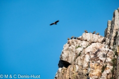 vautour fauve / griffon vulture