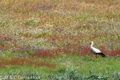 cigogne blanche / white stork