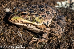 grenouille ibérique / iberian frog
