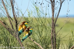 guêpier d'Europe / european bee-eater