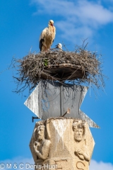 cigogne blanche / white stork