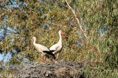 cigogne blanche / white stork