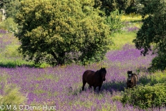 cheval / horse