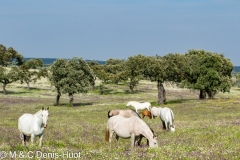 cheval / horse