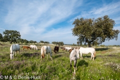 cheval / horse