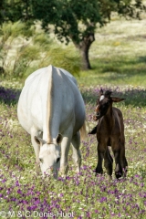 cheval / horse